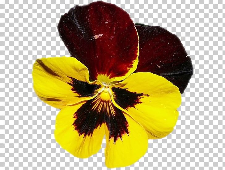Pansy Information PNG, Clipart, Archive File, Fine, Flower, Flowering Plant, Information Free PNG Download