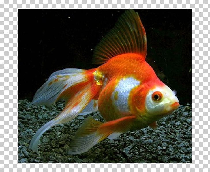 Ryukin Veiltail Common Goldfish Shubunkin Oranda PNG, Clipart, Animals, Aquarium, Aquariums, Bony Fish, Carp Free PNG Download