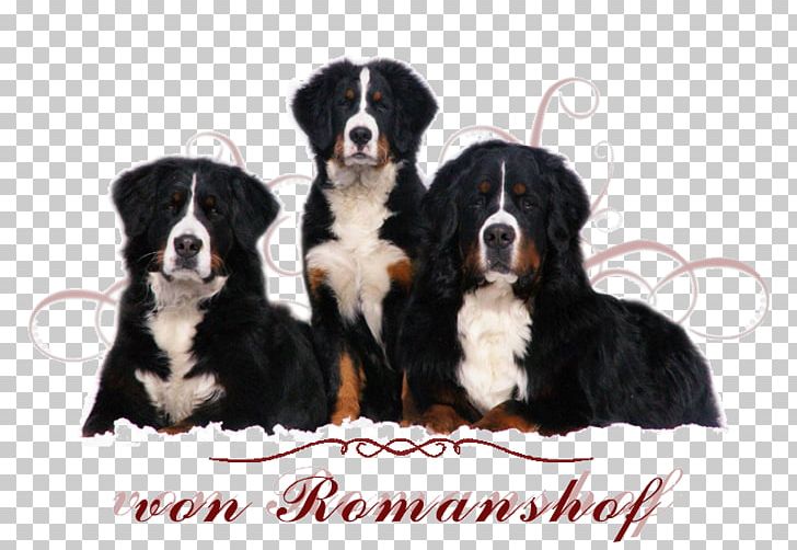 Bernese Mountain Dog Greater Swiss Mountain Dog Appenzeller Sennenhund Entlebucher Mountain Dog Puppy PNG, Clipart, Animals, Appenzeller Sennenhund, Bernese, Bernese Mountain Dog, Breed Free PNG Download