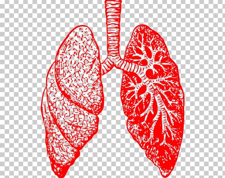 Lung Drawing Bronchus Human Body PNG, Clipart, Anatomy, Animal, Breathing, Bronchus, Clip Art Free PNG Download