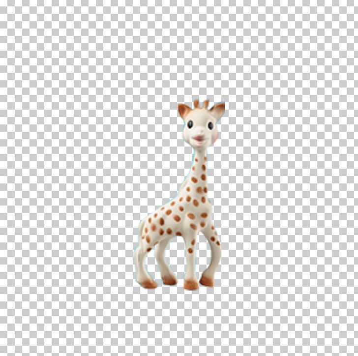 Northern Giraffe Sophie The Giraffe Neck Infant Vulli S.A.S. PNG, Clipart, Animal, Animals, Body Jewelry, Cartoon Giraffe, Chong Free PNG Download
