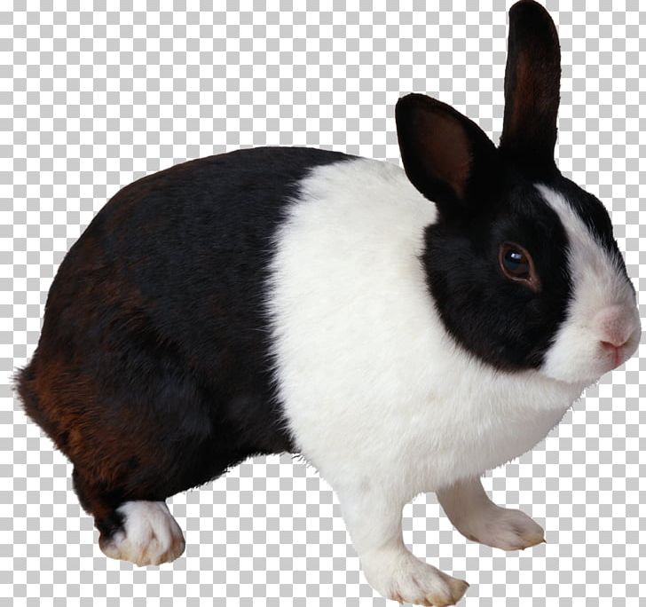 Rabbit PNG, Clipart, Rabbit Free PNG Download