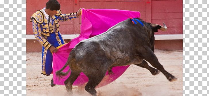 Spanish-style Bullfighting Bullfighter Maestranza PNG, Clipart, Animals, Animal Sports, Bull, Bullfighter, Bullfighting Free PNG Download