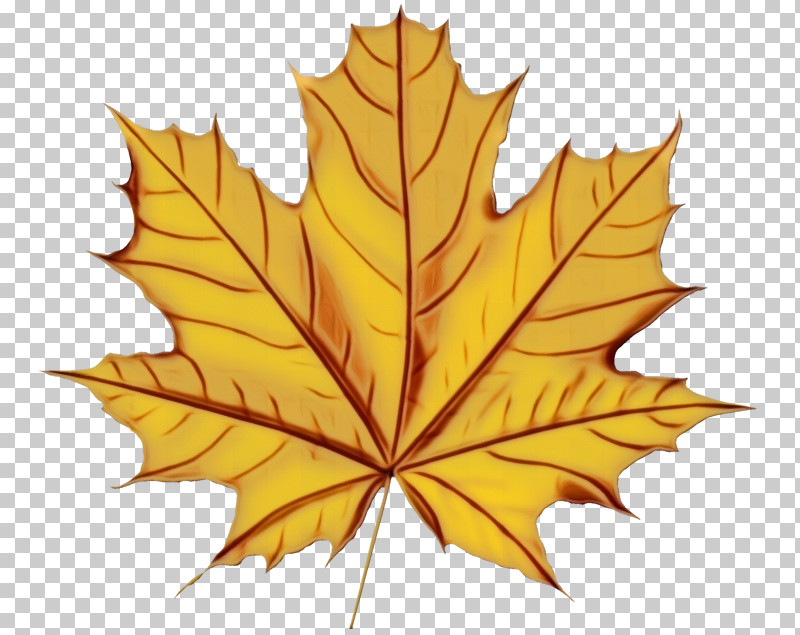 Leaf Maple Leaf / M Maple Flower Tree PNG, Clipart, Biology, Flower, Leaf, Maple, Maple Leaf M Free PNG Download
