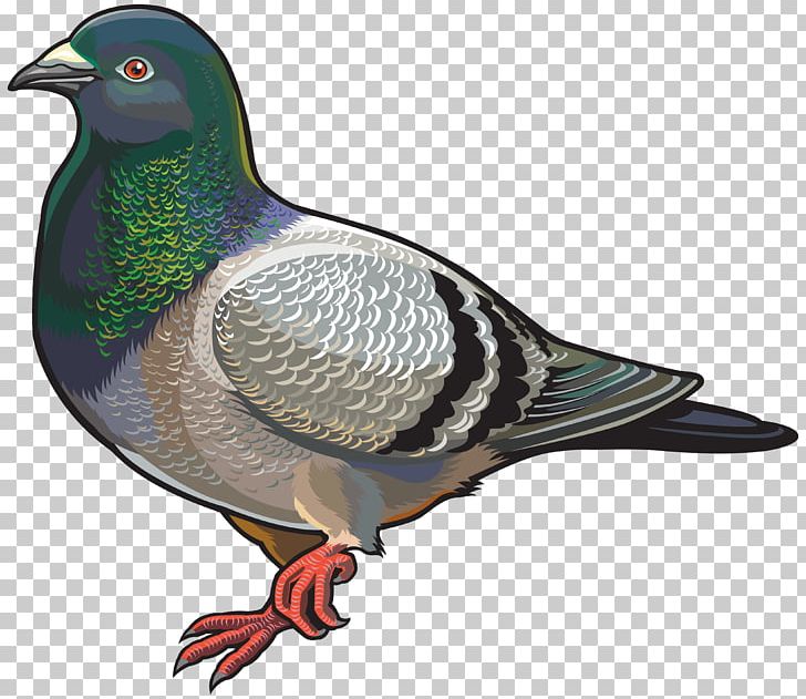 English Carrier Pigeon Columbidae Bird PNG, Clipart, Animals, Beak, Bird, Can Stock Photo, Columbidae Free PNG Download