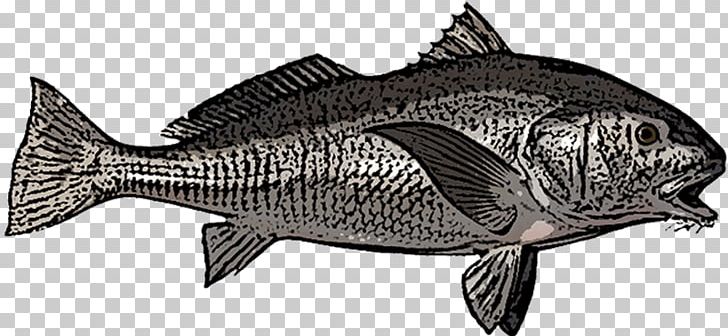 Mosquito Lagoon Recreational Boat Fishing Red Drum PNG, Clipart, Bay, Black And White, Black Drum, Cape Canaveral, Carp Free PNG Download