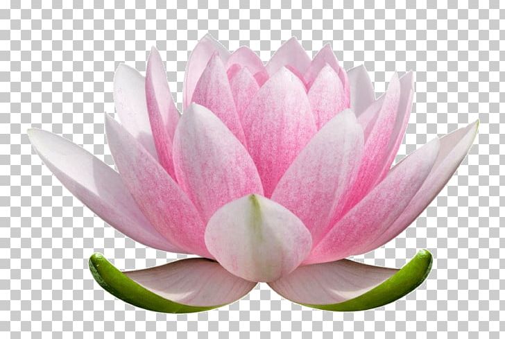 Nelumbo Nucifera Flower Stock Photography Nymphaea Lotus Plant Symbolism PNG, Clipart, Aquatic Plant, Blossom, Flower, Flowering Plant, Lotus Free PNG Download
