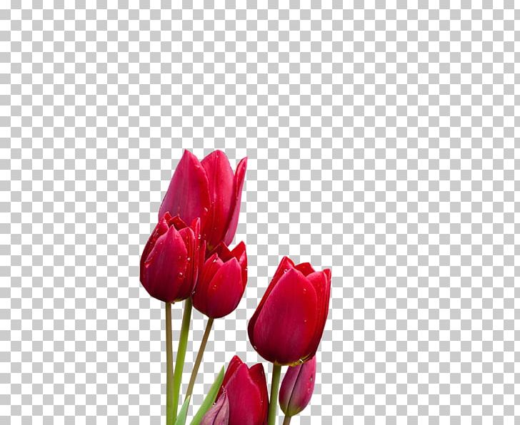 Tulip Cut Flowers Plant Stem Bud Petal PNG, Clipart, Bud, Closeup, Cut Flowers, Flower, Flowering Plant Free PNG Download