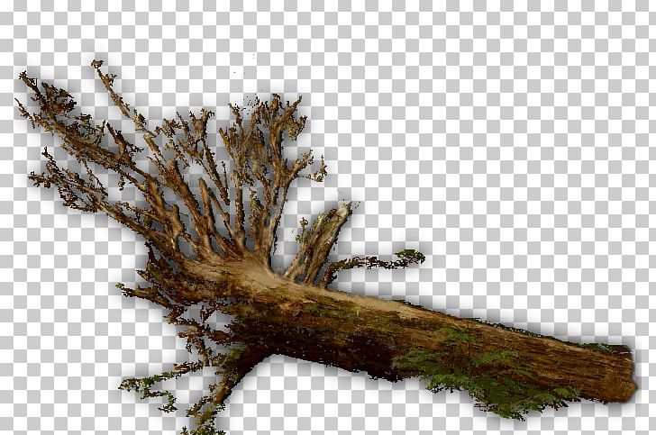 Twig Wood Trunk Tree Branch PNG, Clipart, Branch, Conifer, Lumberjack, Pine, Pine Family Free PNG Download