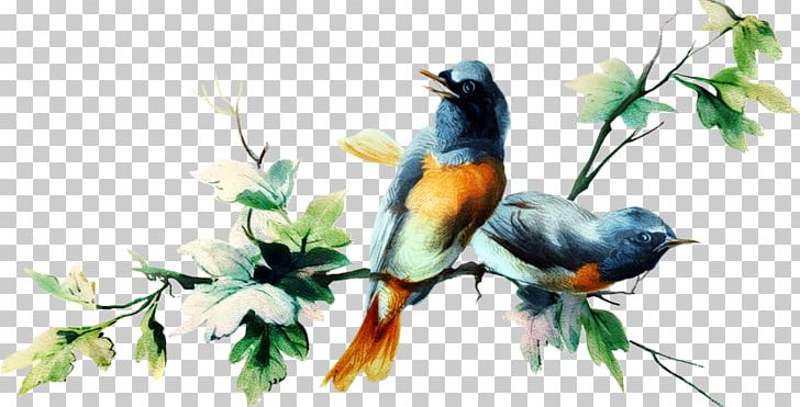 Bird PNG, Clipart, Animals, Art, Beak, Bird, Bluebird Free PNG Download