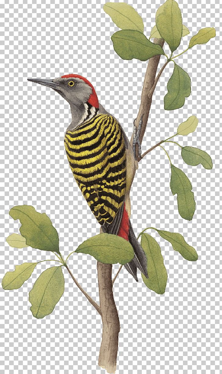 Bird Hispaniola Woodpecker Endemism Alas Colores PNG, Clipart, Alas Colores, Animal, Animals, Beak, Bird Free PNG Download
