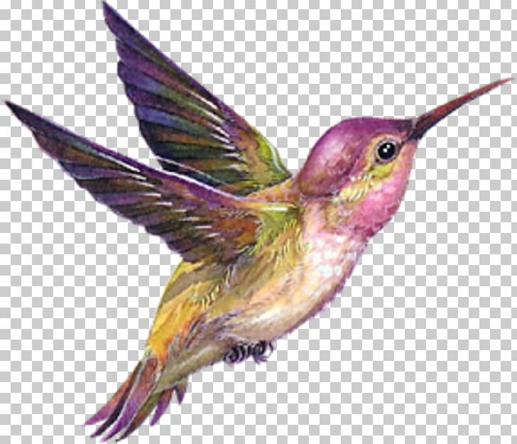 Hummingbird Drawing PNG, Clipart, Animals, Animation, Beak, Bird, Desktop Wallpaper Free PNG Download
