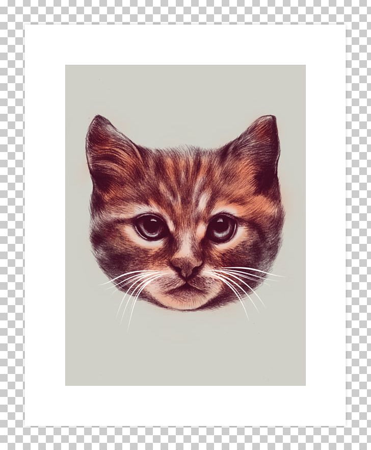 Kitten Persian Cat T-shirt Cuteness PNG, Clipart, Animal, Animals, Carnivoran, Cat, Cat Head Free PNG Download