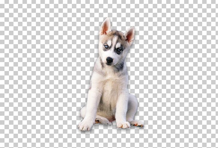 Siberian Husky Canadian Eskimo Dog Alaskan Klee Kai Tamaskan Dog Poodle PNG, Clipart, Animal, Animals, Canidae, Carnivoran, Companion Dog Free PNG Download