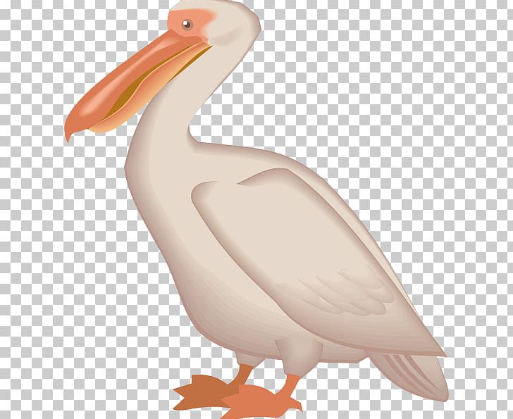 Pelican PNG, Clipart, Pelican Free PNG Download