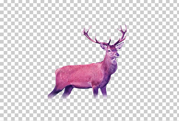 Reindeer Photography PNG, Clipart, Angle, Animals, Antler, Christmas Deer, Deer Free PNG Download