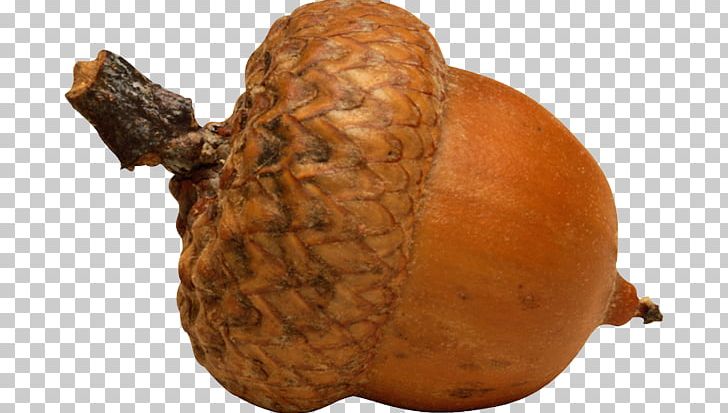 Acorn Photography PNG, Clipart, Acorn, Drawing, Family Reunion, Food, Fruit Free PNG Download