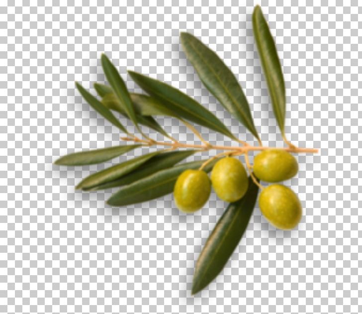 Australia Picual Olive Oil Food Olive Branch PNG, Clipart, Australia, Food, Fruit, Ingredient, Oil Free PNG Download