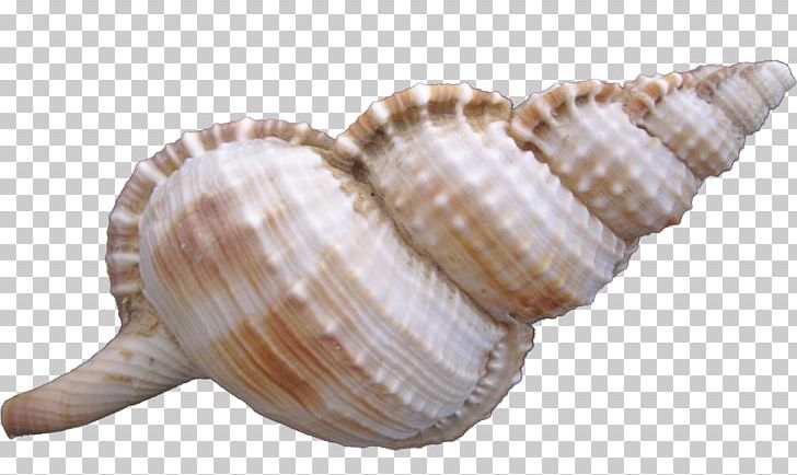 Cockle Sea Snail Seashell PNG, Clipart, Clam, Clams Oysters Mussels And Scallops, Conch, Conchology, Conch Shell Free PNG Download