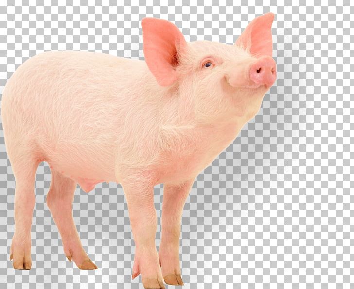 Domestic Pig Photography Paws Discovery Farm PNG, Clipart, Animal Husbandry, Discovery, Domestic Pig, Farm, Fat Pig Free PNG Download
