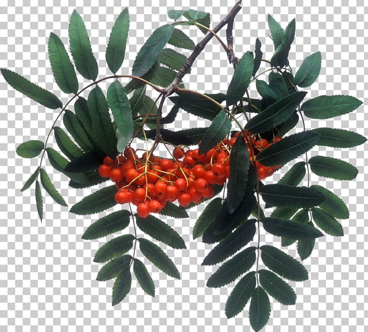 Rowan Sorbitol Berry PNG, Clipart, Auglis, Berry, Fruit, Miscellaneous, Mountainash Free PNG Download
