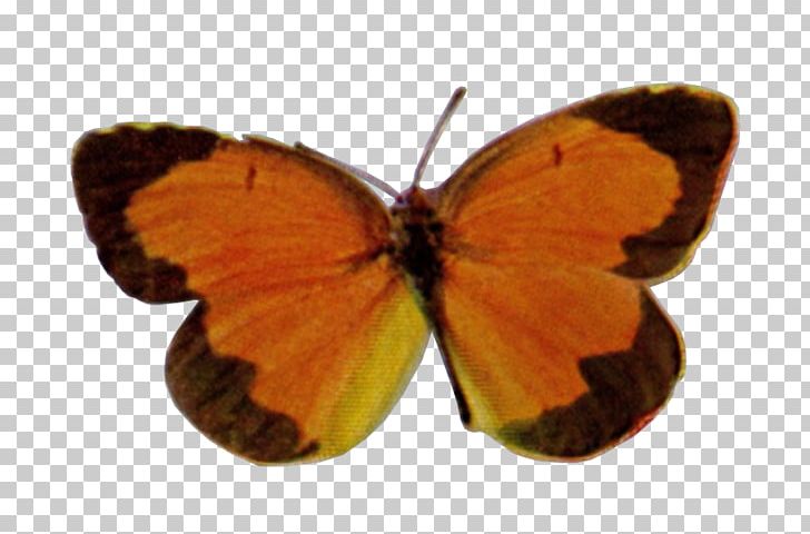 Clouded Yellows Brush-footed Butterflies Gossamer-winged Butterflies Butterfly Moth PNG, Clipart, Arthropod, Brush Footed Butterfly, Butterfly, Colias, Gynaecology Illustrated Ebook Free PNG Download