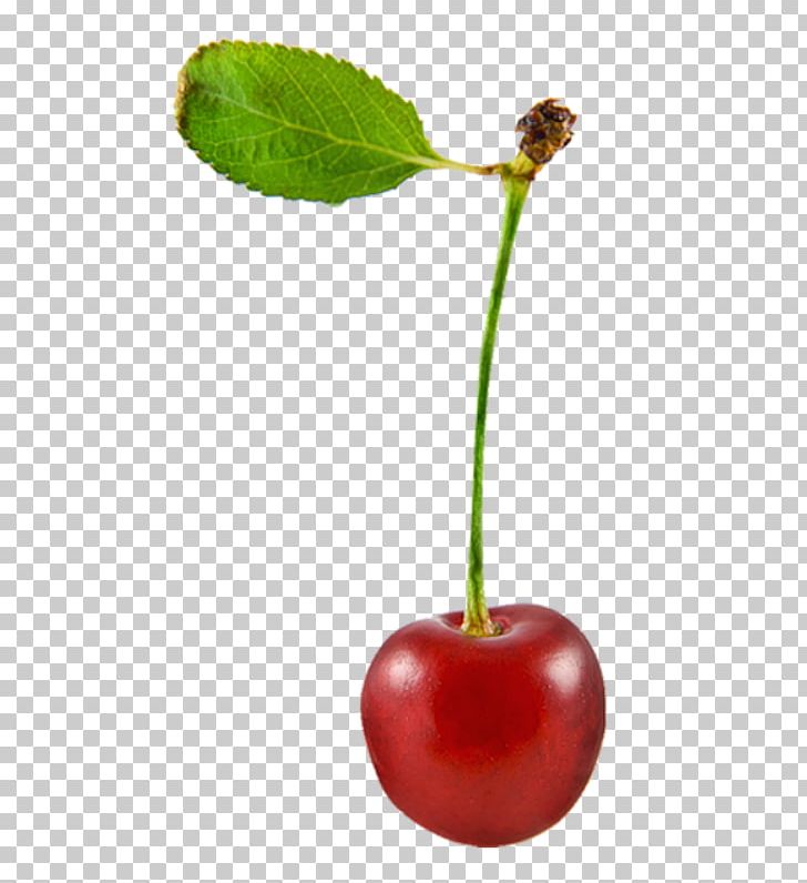 Sweet Cherry Cerasus Food Fruit PNG, Clipart, Auglis, Berry, Cerasus, Cherry, Computer Icons Free PNG Download