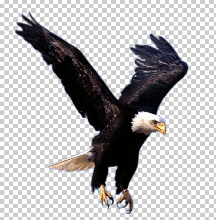 Bald Eagle Desktop PNG, Clipart, Accipitriformes, Animals, Bald Eagle, Beak, Besiktas Free PNG Download