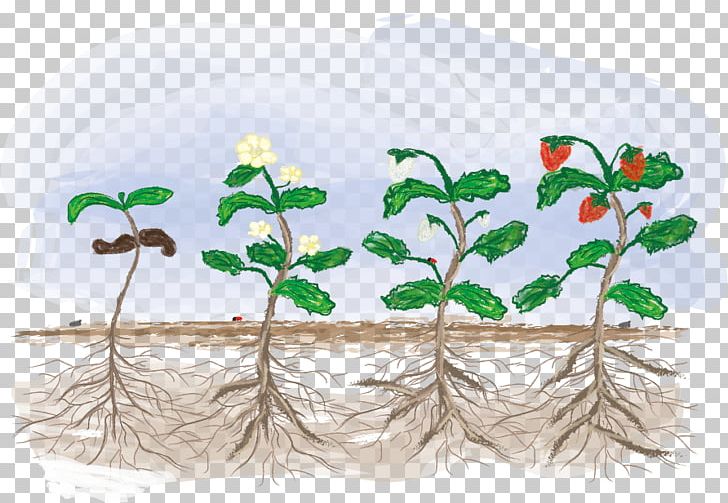 Fragaria Biological Life Cycle Plant Croissance Biologique Vegetable PNG, Clipart, Aquarium Decor, Biological Life Cycle, Corguette, Croissance Biologique, Drawing Free PNG Download