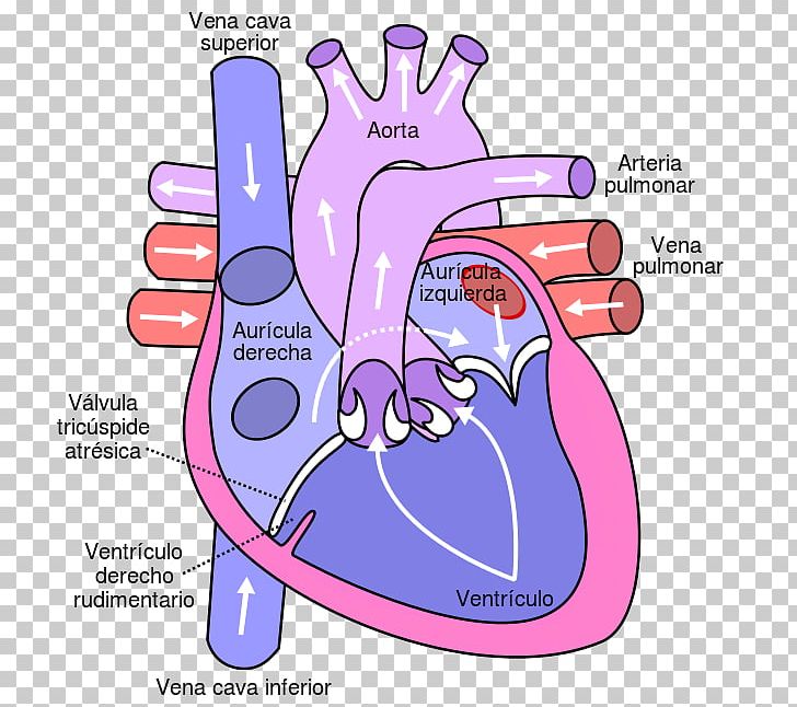 Heart Circulatory System Pulmonary Vein Anatomy Diagram PNG, Clipart, Anatomy, Area, Atrium, Blood, Blood Flow Free PNG Download