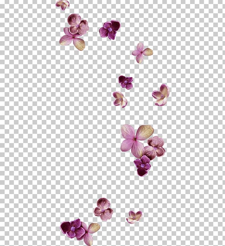 Lilac PNG, Clipart, Flower, Lilac, Magenta, Nature, Petal Free PNG Download