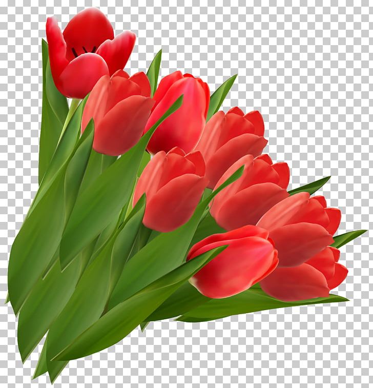 Tulip Flower PNG, Clipart, Cdr, Clip Art, Color, Cut Flowers, Drawing Free PNG Download