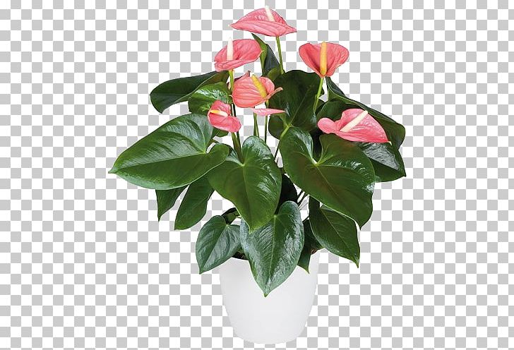 Floral Design Anthurium Andraeanum Artificial Flower Poinsettia PNG, Clipart, Alabama, Anthurium Andraeanum, Artificial Flower, Burknar, Cut Flowers Free PNG Download
