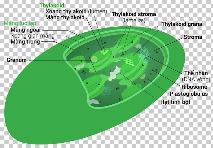 Intermembrane Space Chloroplast Mitochondrion Stroma Vacuole PNG, Clipart, Algae, Angle, Cell, Cell Nucleus, Chlorophyll Free PNG Download