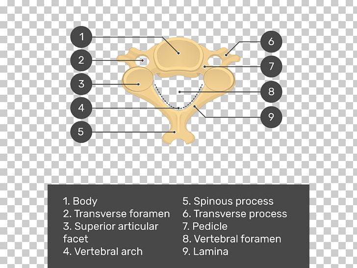 Vertebral Column Cervical Vertebrae Vertebral Foramen Axis PNG, Clipart, Anatomy, Angle, Articular Processes, Axis, Bone Free PNG Download