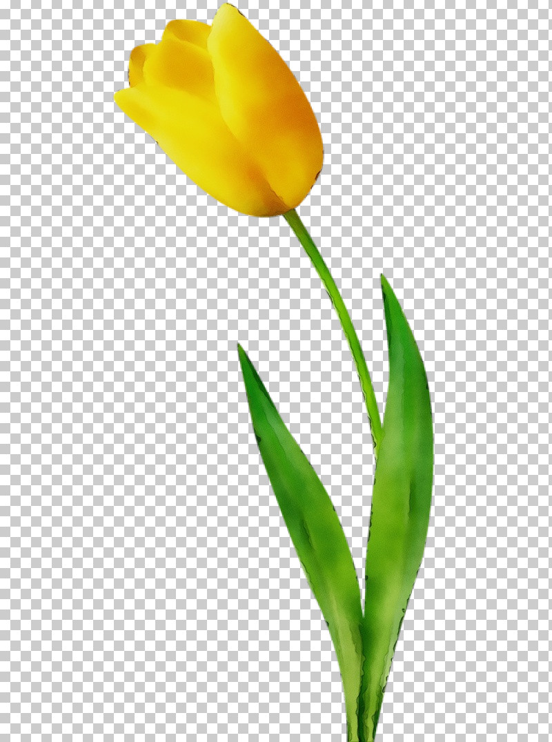 Flower Tulip Plant Yellow Leaf PNG, Clipart, Cut Flowers, Flower, Leaf, Lily Family, Paint Free PNG Download
