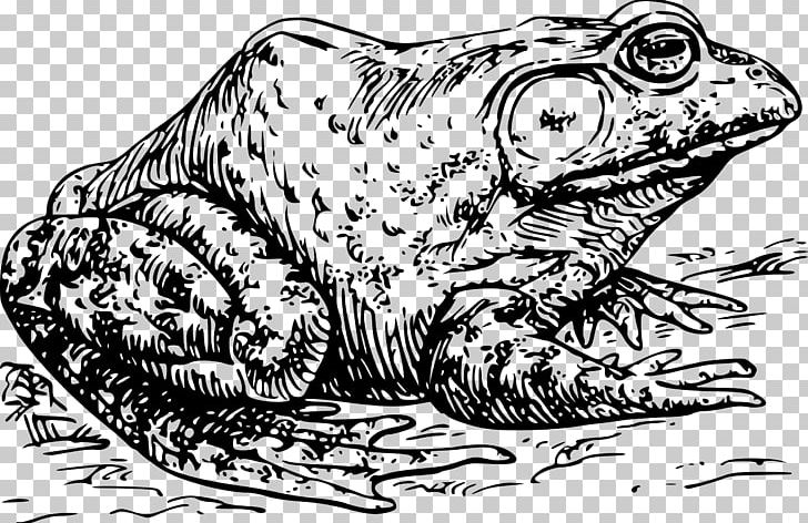 American Bullfrog PNG, Clipart, Amphibian, Art, Big Cats, Black And White, Carnivoran Free PNG Download