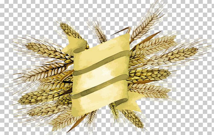 Emmer Cereal Broom-corn Millet PNG, Clipart, Barley, Broomcorn, Cereal, Commodity, Einkorn Wheat Free PNG Download