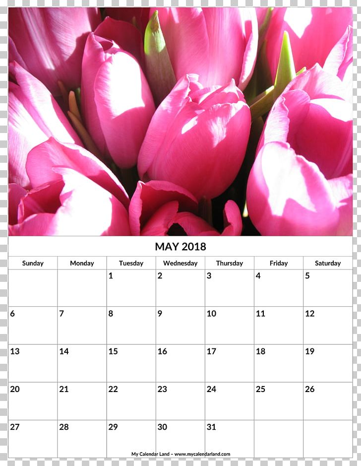 Flower Bouquet Tulip Cut Flowers PNG, Clipart,  Free PNG Download