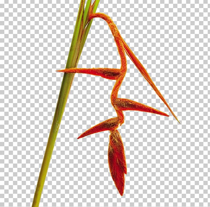 Lobster-claws Bird Of Paradise Flower Heliconia Vellerigera Cut Flowers PNG, Clipart, Beak, Bird Of Paradise Flower, Branch, Colombia, Cut Flowers Free PNG Download