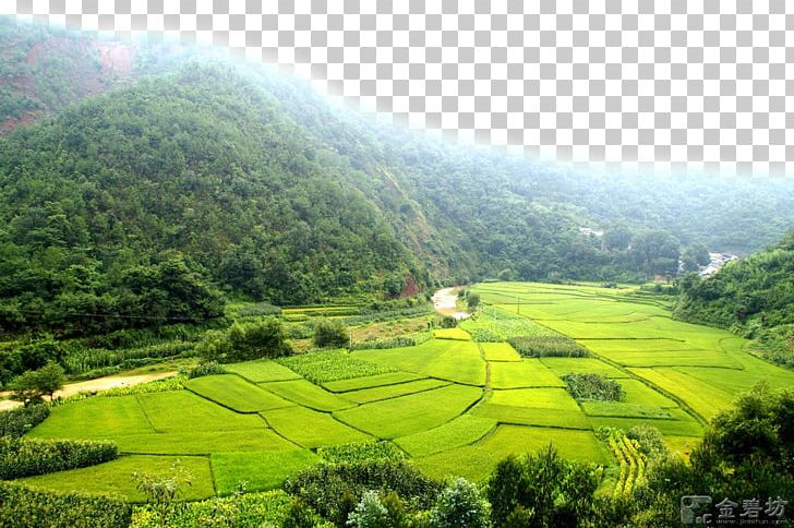 Paddy Field Shulin District PNG, Clipart, Agriculture, Crop, Download, Farm, Fields Free PNG Download