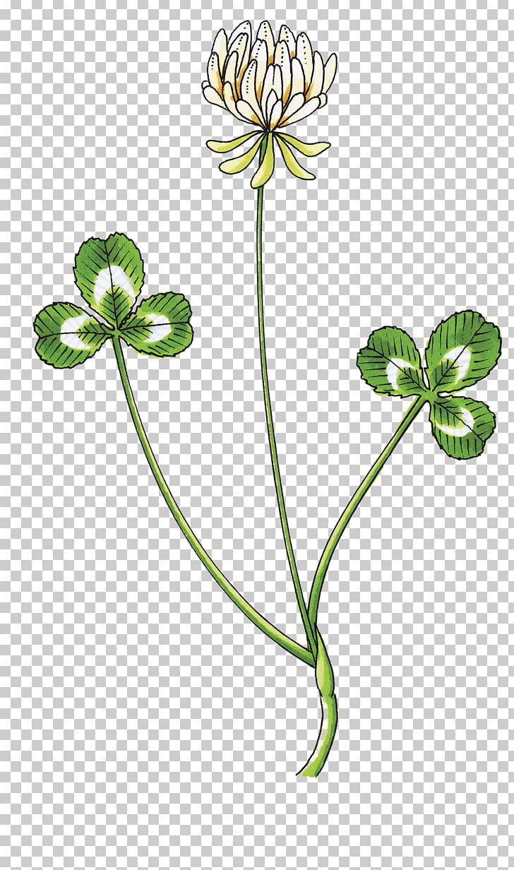White Clover Petal Drawing Trifolium Wormskioldii PNG, Clipart, Botanical Illustration, Botany, Clover, Clover Sketch, Drawing Free PNG Download
