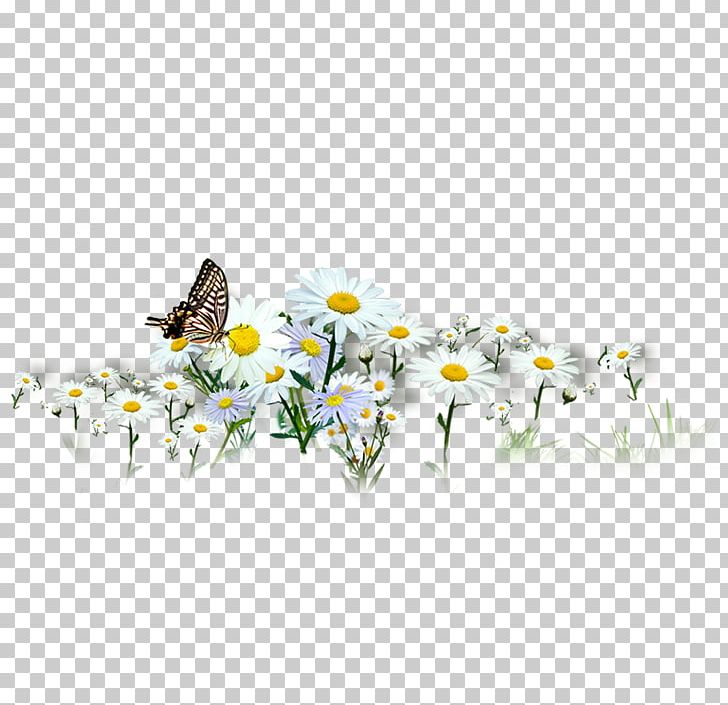 Butterfly Chrysanthemum Indicum Chrysanthemum Xd7grandiflorum PNG, Clipart, Bee, Blue Butterfly, Butterflies, Butterfly Group, Butterfly Wings Free PNG Download