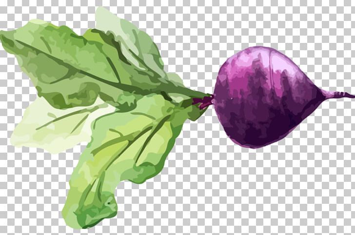 Chard Turnip Watercolor Painting Vegetable Food PNG, Clipart, Chard, Civil, Color, Flower, Food Free PNG Download