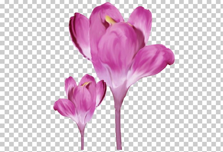 Crocus Saffron Colchicum Autumnale PNG, Clipart, Encapsulated Postscript, Flower, Flowering , Magenta, Nature Free PNG Download