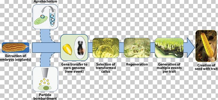 Genetically Modified Organism Science Genetically Modified Crops Scientific Method Genetic Engineering PNG, Clipart, Agrobacterium Tumefaciens, Area, Brand, Crop, Genetically Modified Crops Free PNG Download