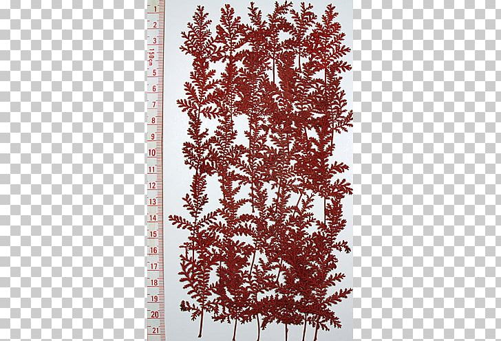 Maroon PNG, Clipart, Branch, Maroon, Others, Plant, Tree Free PNG Download