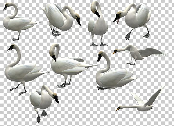 Mute Swan Bird PNG, Clipart, 3d Computer Graphics, Adobe Illustrator, Animal, Animals, Animals Goose Free PNG Download