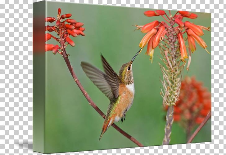 Rufous Hummingbird Ruby-throated Hummingbird Beak PNG, Clipart, Art, Beak, Bird, Canvas Print, Colorado Free PNG Download