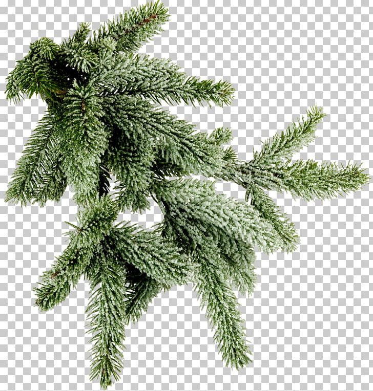 Spruce Branch Tree Pine Photography PNG, Clipart, Branch, Christmas, Christmas Decoration, Christmas Ornament, Christmas Tree Free PNG Download